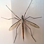 Behind Closed Doors: The Reality of Sugar Daddy Interactions