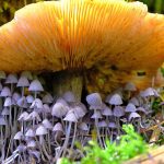 The Future of Relationships in the Era of Sugar Daddy Websites