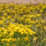 Sugar Daddy Sites: A Modern Take on Relationships