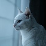 The Evolution of the Sugar Daddy Image in Modern Society