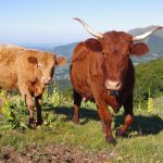 Generational Shifts in Romantic Partnerships: The Rise of Sugar Daddy Arrangements