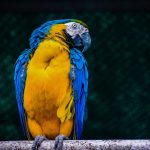 Exploring the Appeal of Sugar Daddy Websites for Young Singles