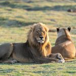 The Role of Communication in Successful Arrangements via Sugar Daddy Websites