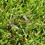 What to Look for When Choosing a Sugar Daddy