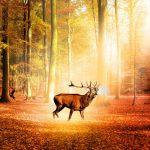 The Evolution of Sugar Dating: From Tradition to Trend