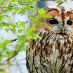 The Psychology Behind Sugar Daddy Websites: What Drives Their Popularity