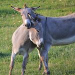 Navigating the Modern Sugar Daddy Landscape: Tips for Success