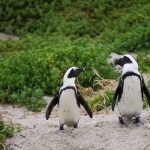 The Financial and Emotional Landscape of Sugar Daddy Sites