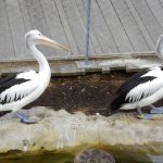 The Rise of Sugar Daddy Sites: A New Age of Companionship