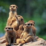 The Rise of the Sugar Daddy Economy: Trends and Insights