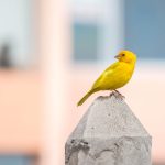 The Sugar Daddy Experience: Love