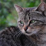 Navigating the Sugar Bowl: A Guide for Aspiring Sugar Babies