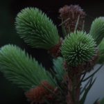 The Top Features of Successful Sugar Daddy Websites